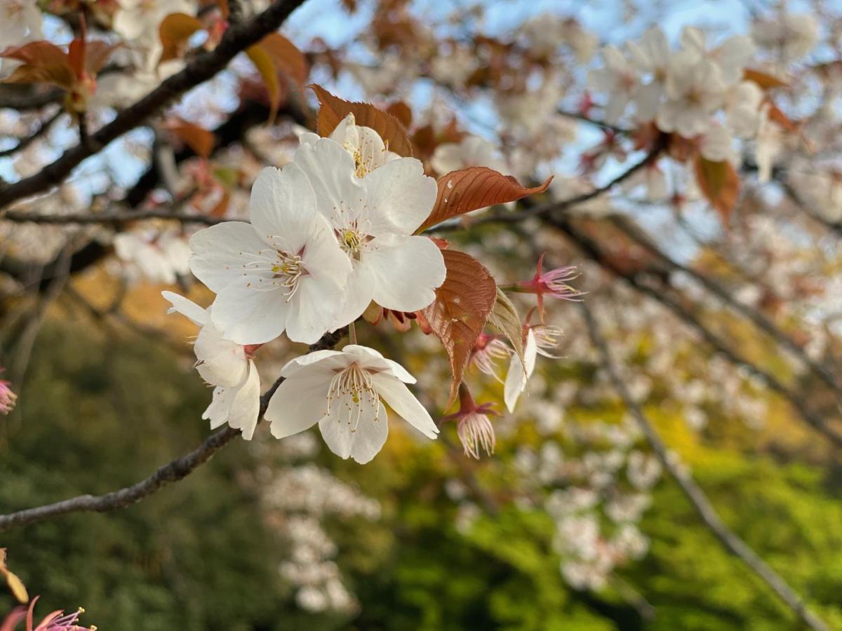 Apartemen Omotesando Stories Tokyo